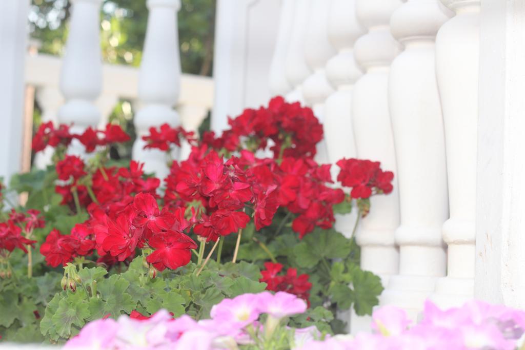 تْشيرسيك نوفي Villa Alla Bed And Breakfast المظهر الخارجي الصورة